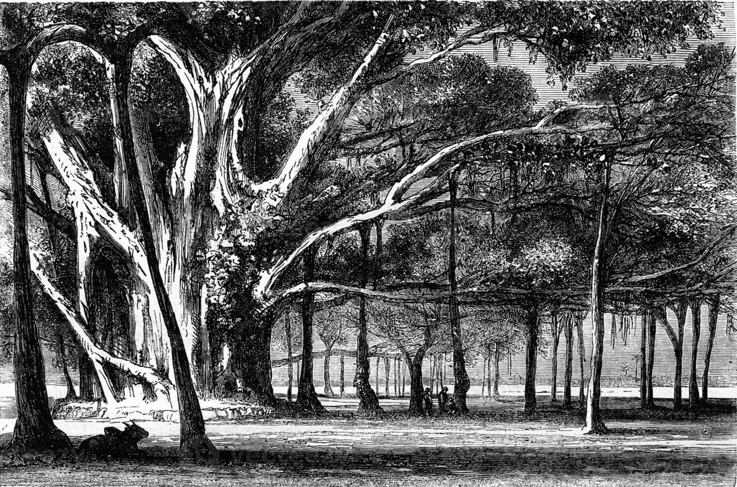 Multiplying the trunk, the Botanical Garden of Calcutta, vintage engraving. photo