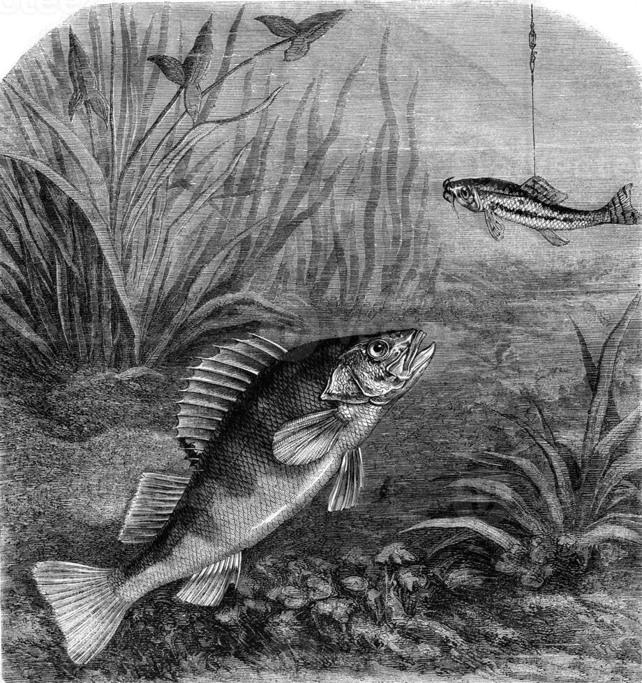 Perch fishing, vintage engraving. photo