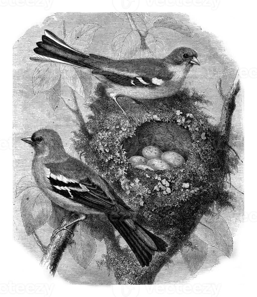 Finch and her nest, vintage engraving. photo