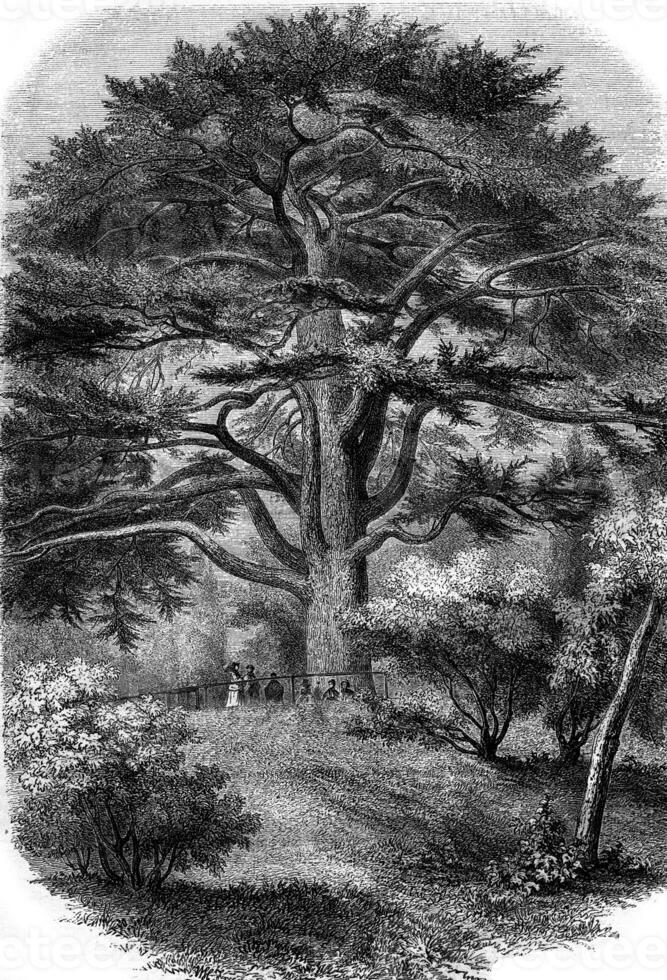 Jardin des Plantes in Paris, The Cedar of Lebanon, vintage engraving. photo