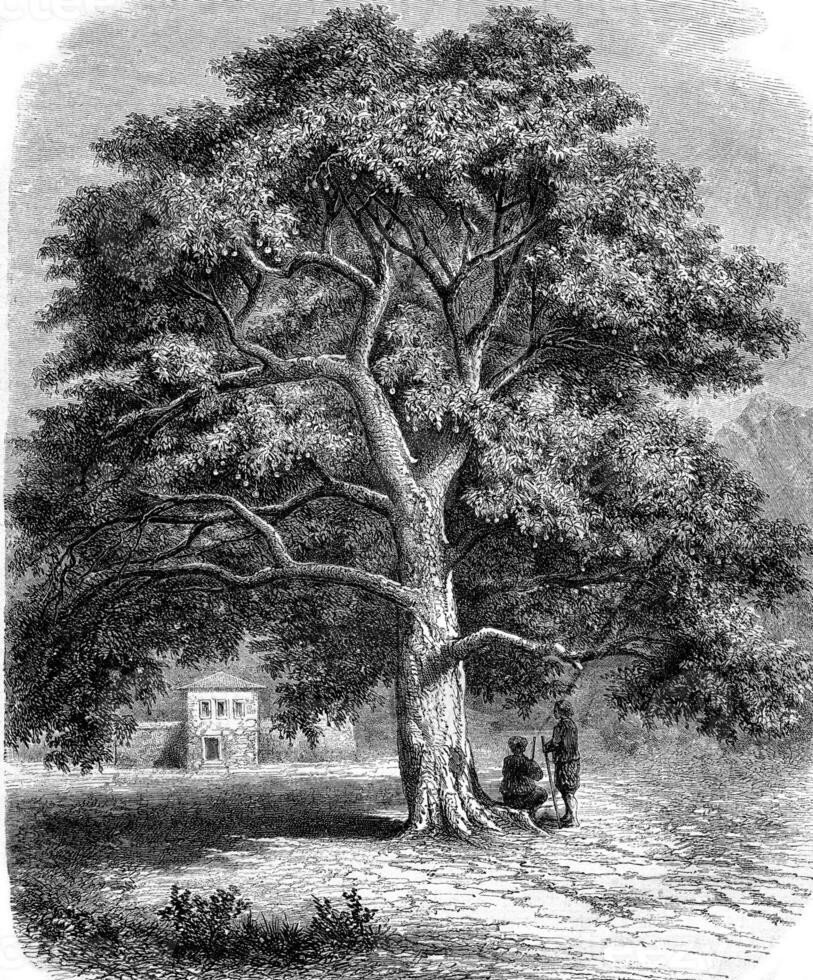 Gigantic sycamore to Canossa in Dalmatia, vintage engraving. photo