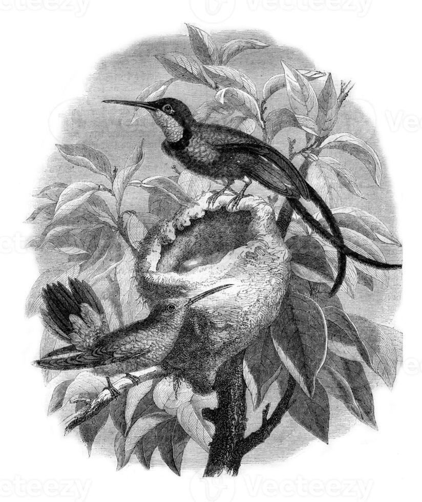 The topaz hummingbird and its nest, vintage engraving. photo