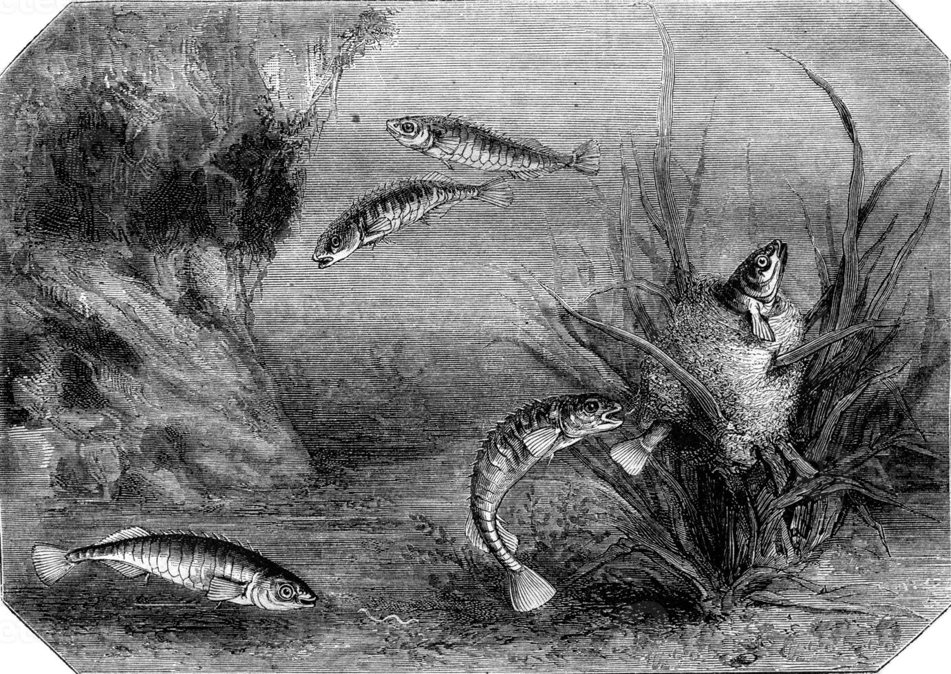 The stickleback and its nest, vintage engraving. photo