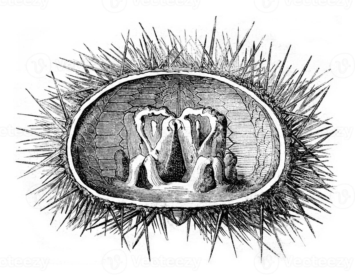 Section of the livid urchin showing Aristotle's lantern, vintage engraving. photo