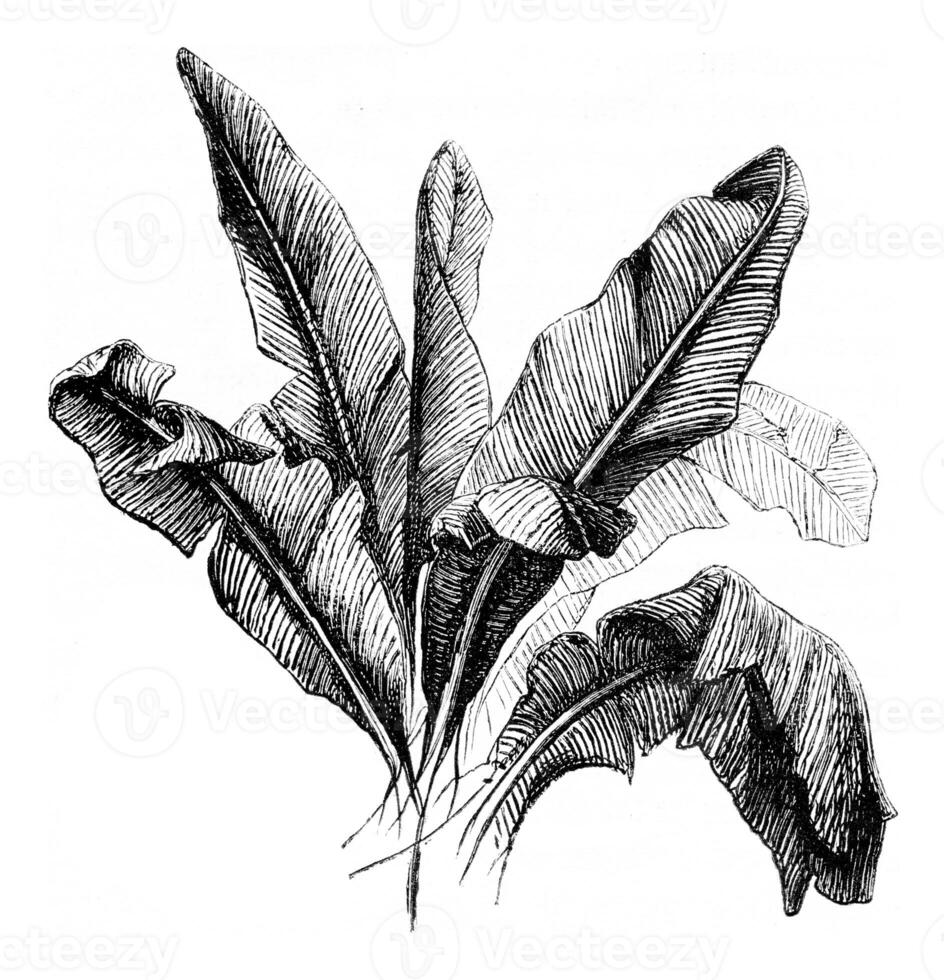 Banana tree, vintage engraving. photo