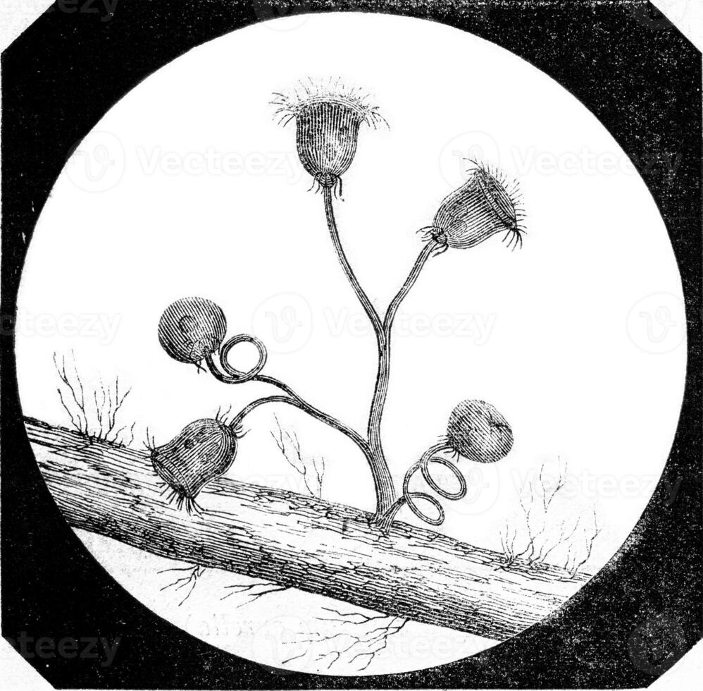 Bouquet of Vorticella rowers, observed in the inside of the aquarium using a horizontal microscope with a magnification of 170, vintage engraving. photo