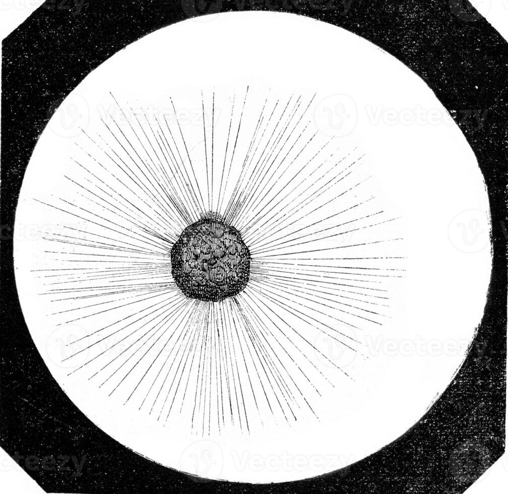 Actinophrys sun, Actinophrys ground, magnified 250 times, vintage engraving. photo