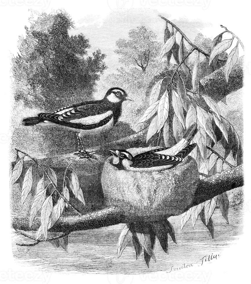 The Pied-Grallina Grallina australis and its nest. Drawing-Freeman, vintage engraving. photo