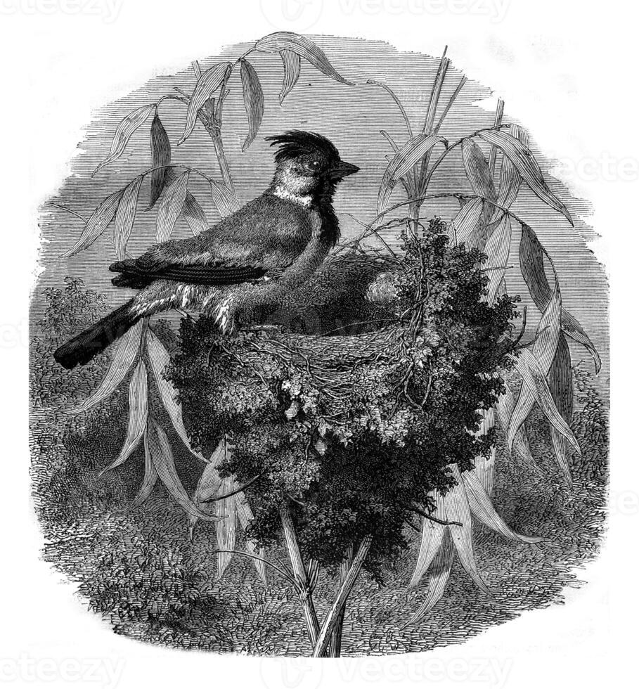 The Tiaris ornate and her nest, vintage engraving. photo