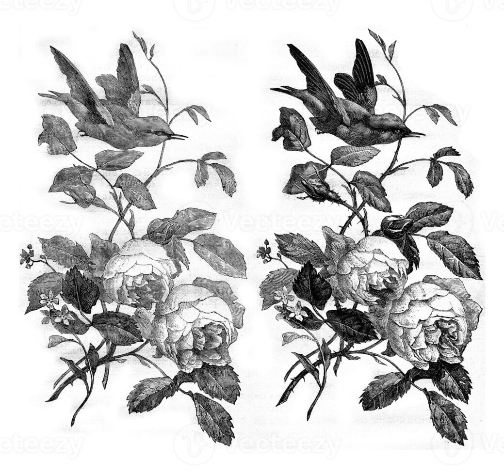 1. Draft before the first fire, 2. Drawing Bellet, 3. Finished painting, vintage engraving. photo
