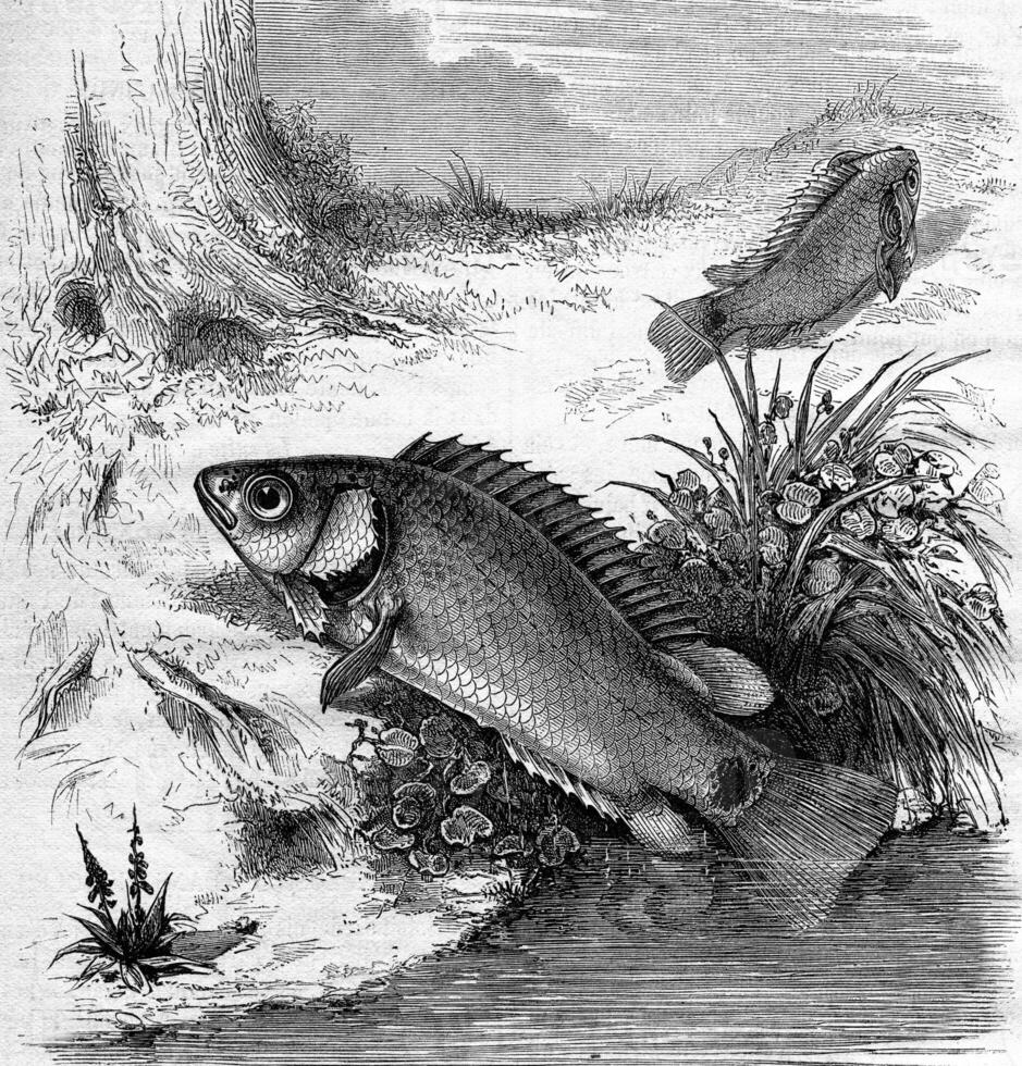 The Anabas or Fish climber, vintage engraving. photo