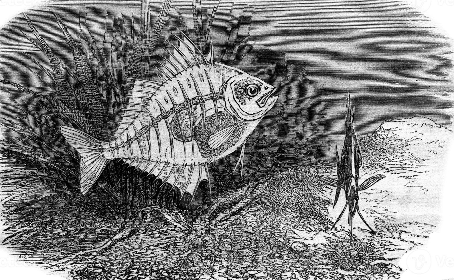 Parambassis ranga or transparent fish, vintage engraving. photo