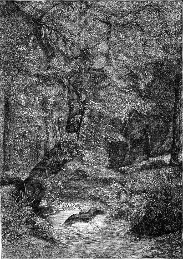 Creek, Divonne, vintage engraving. photo