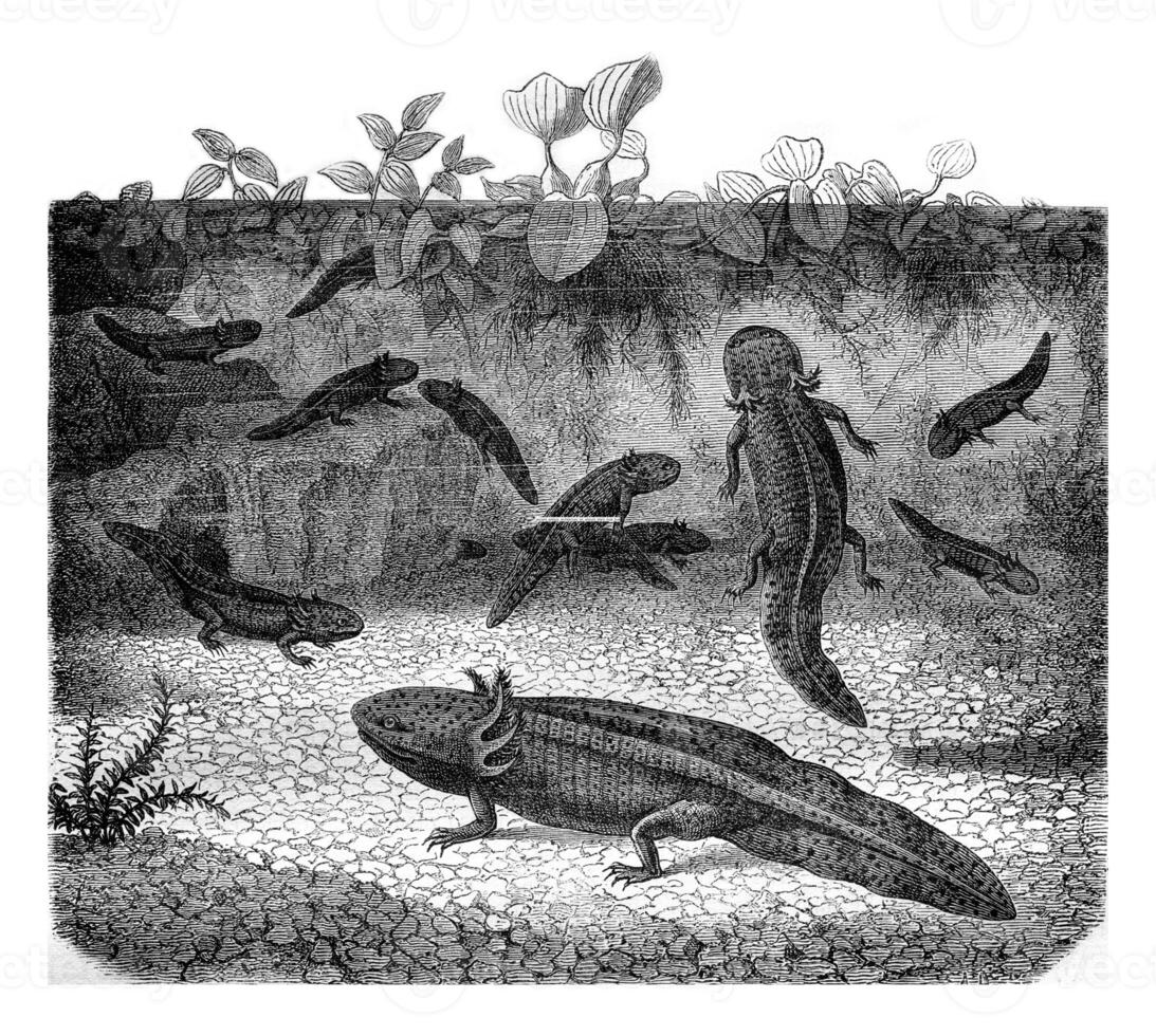 The Mexican Axolotl, vintage engraving. photo