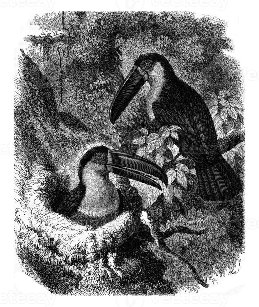 Ariel Toucan and its nest, vintage engraving. photo