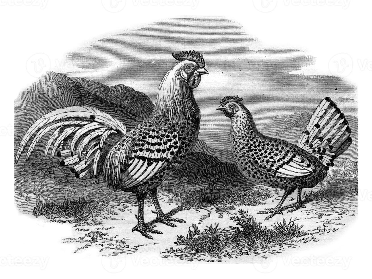 Hamburg chicken and silver rooster, vintage engraving. photo