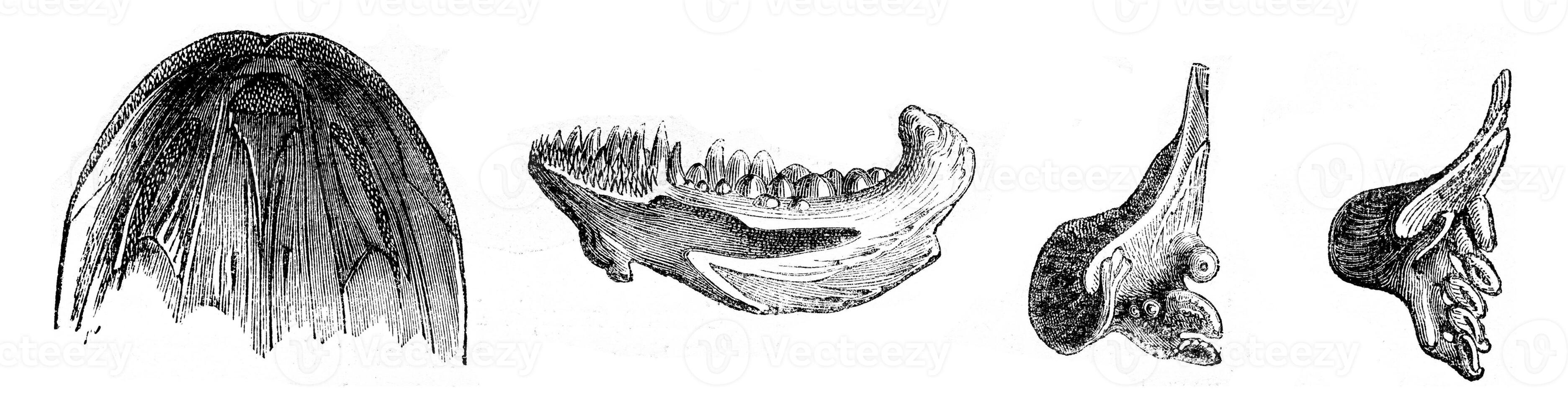 Fish teeth, vintage engraving. photo