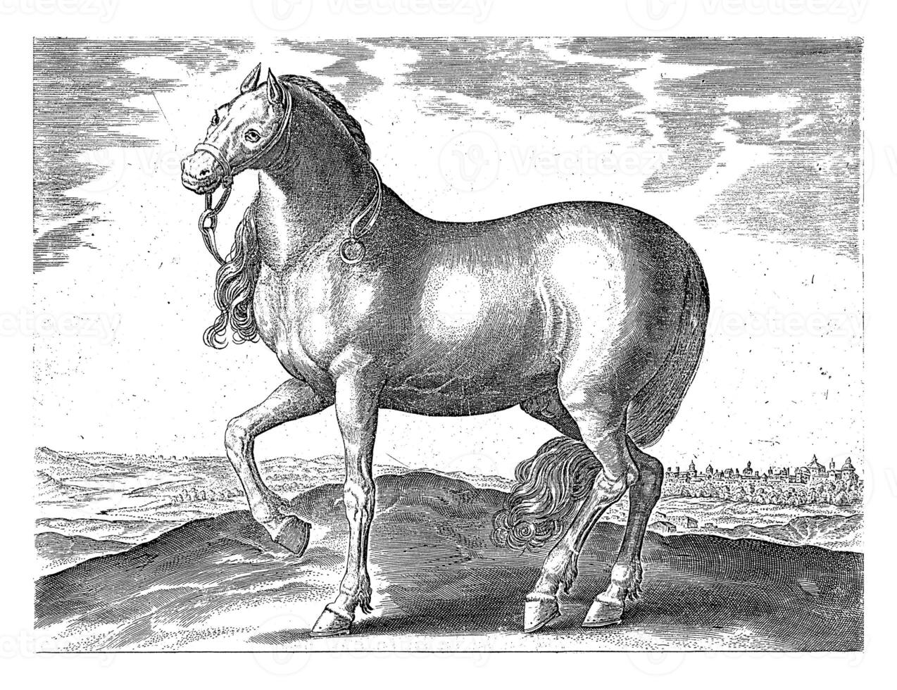 Horse of Sicily, vintage illustration. photo