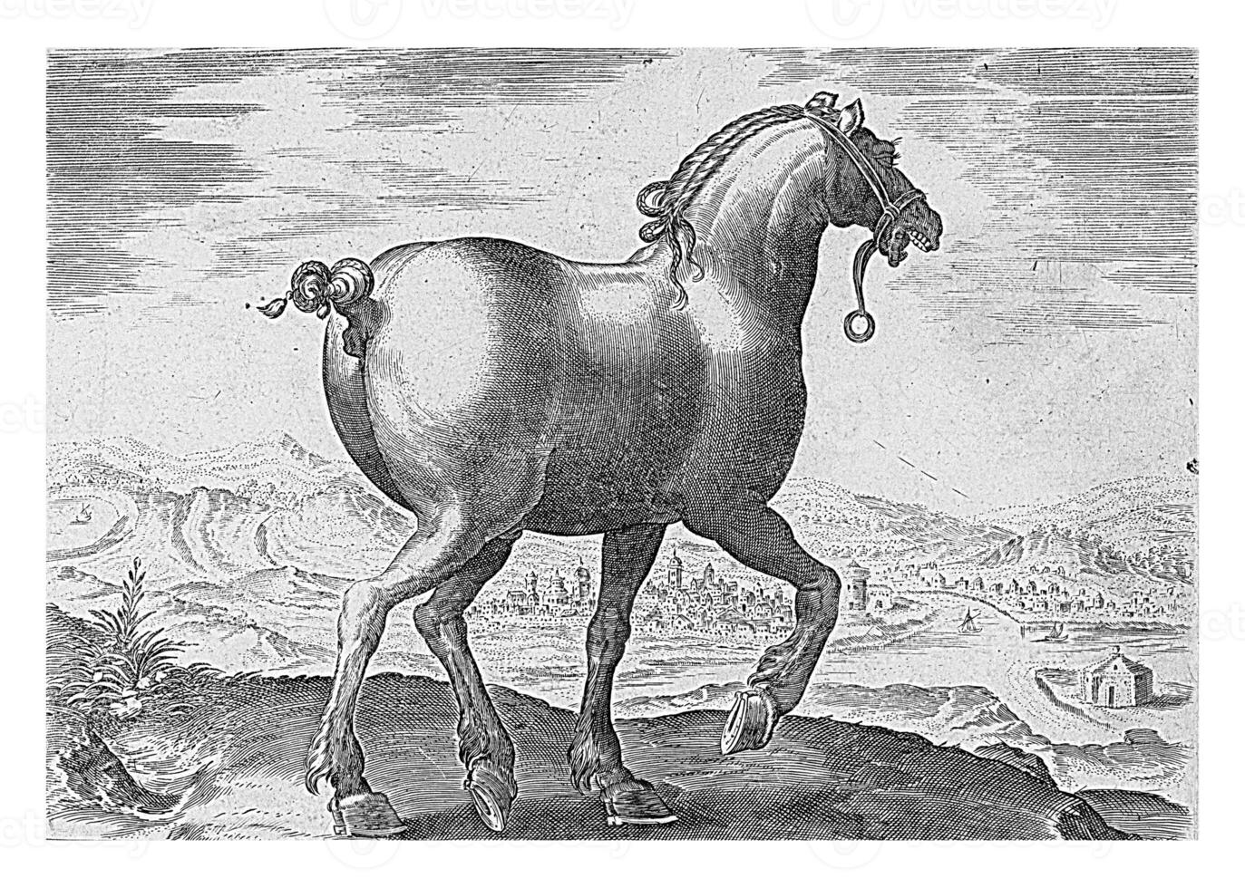 Horse from Saxony, vintage illustration. photo