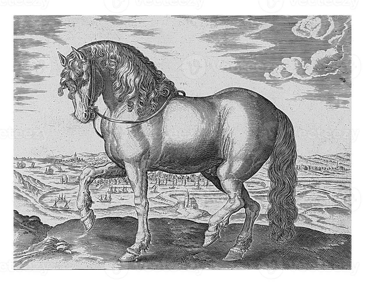 Horse from Friesland, vintage illustration. photo