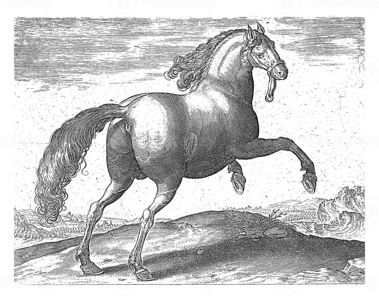 Horse from Spain, vintage illustration. photo