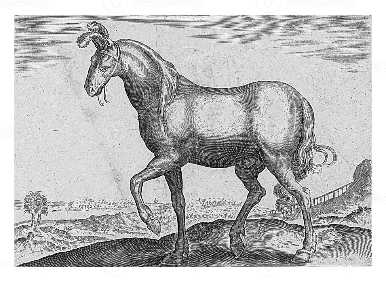 Horse from Armenia, vintage illustration. photo