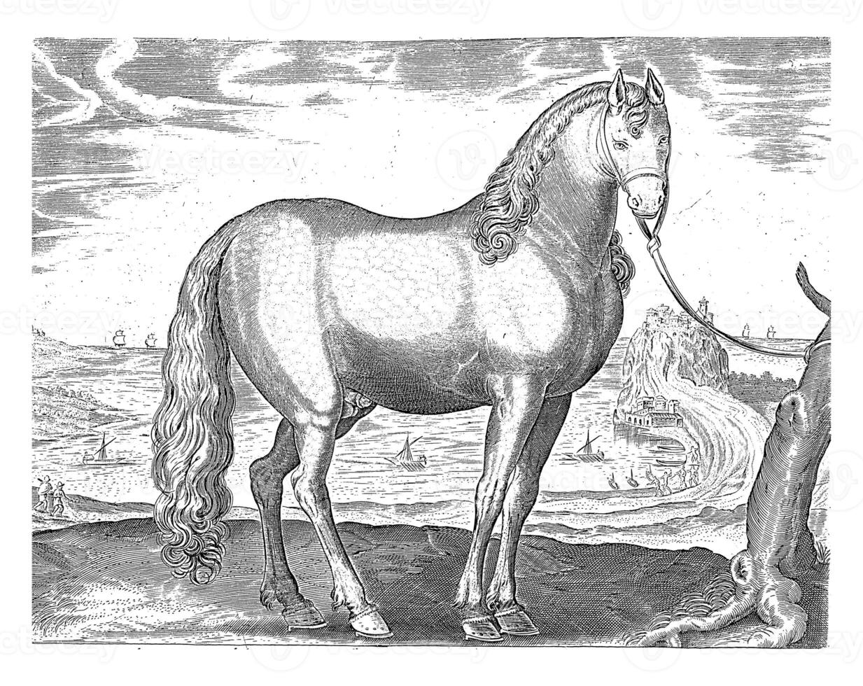 Horse from Brittany Brittanus, vintage illustration. photo