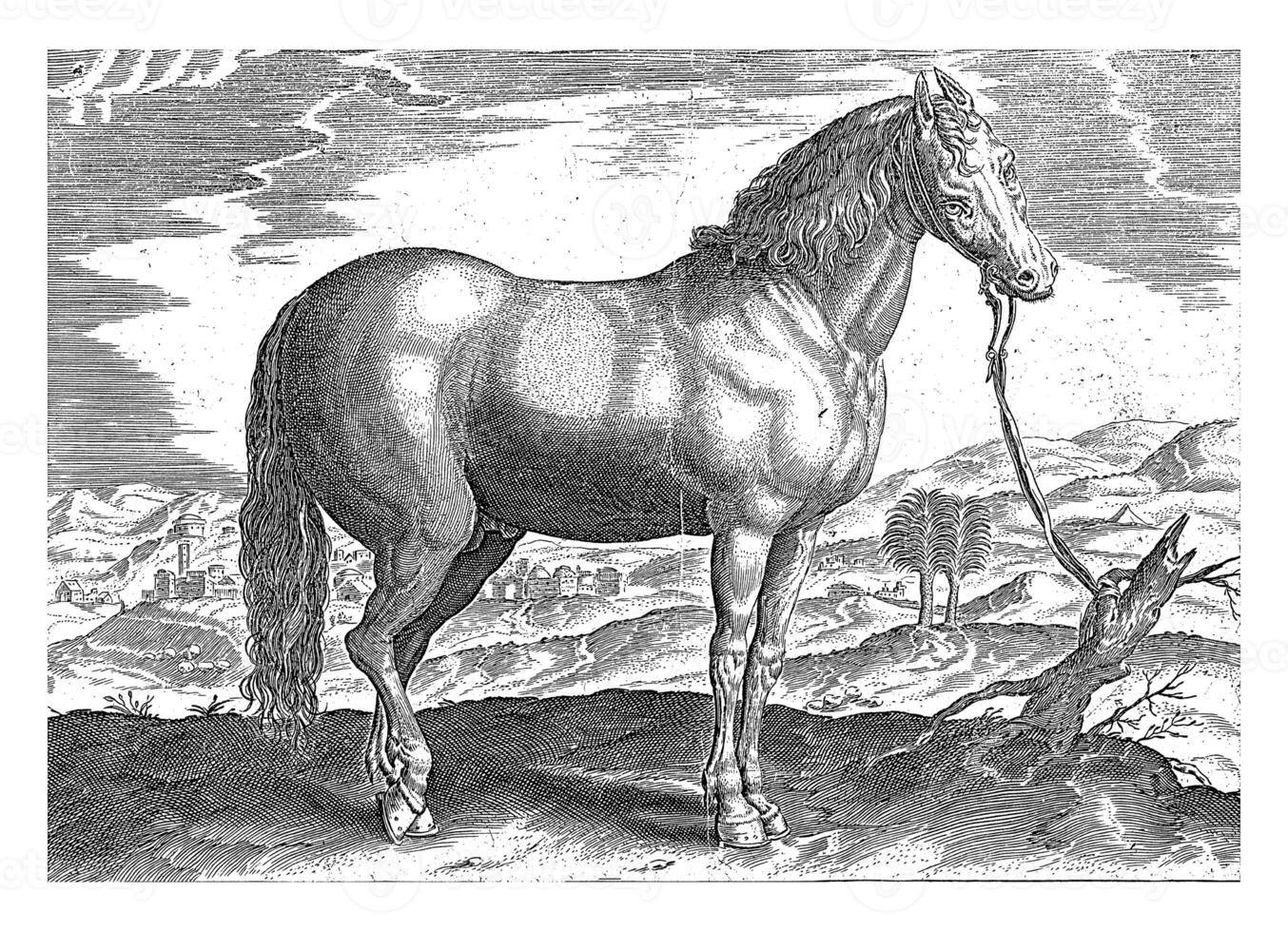 Horse from Turkey, vintage illustration. photo