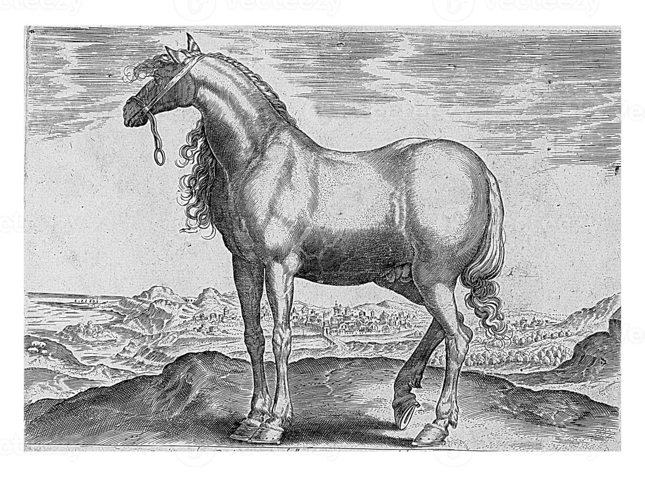 Horse from Greece, vintage illustration. photo