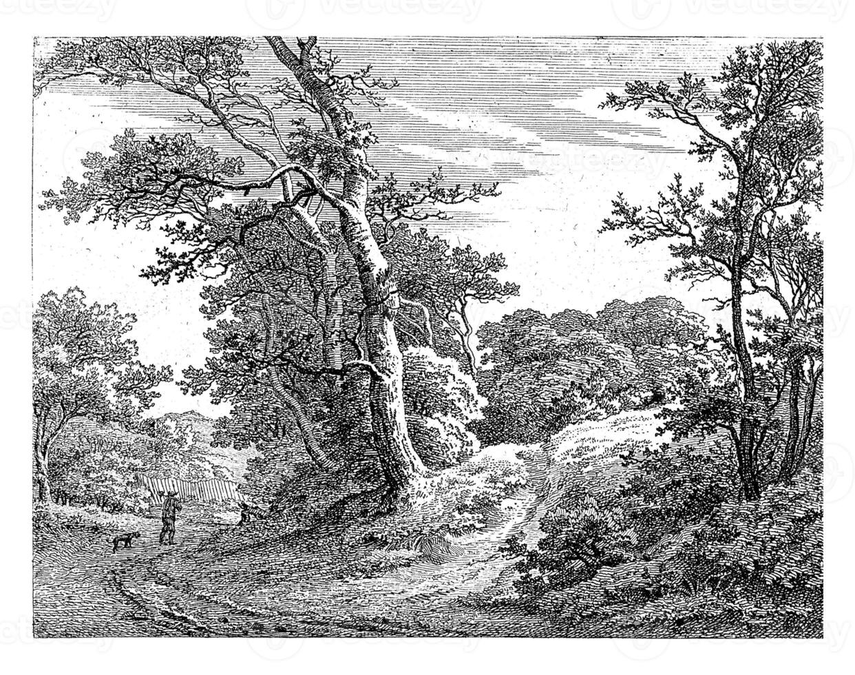 Path along a tree-covered hill photo