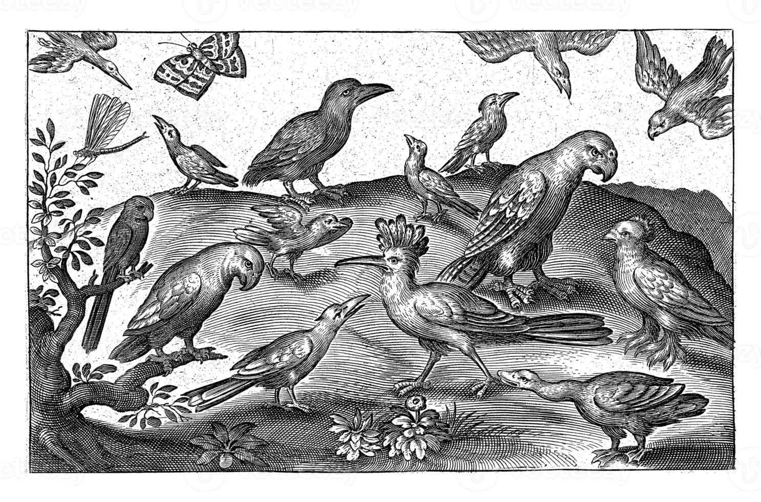 Hoopoe and Other Birds, Nicolaes de Bruyn photo