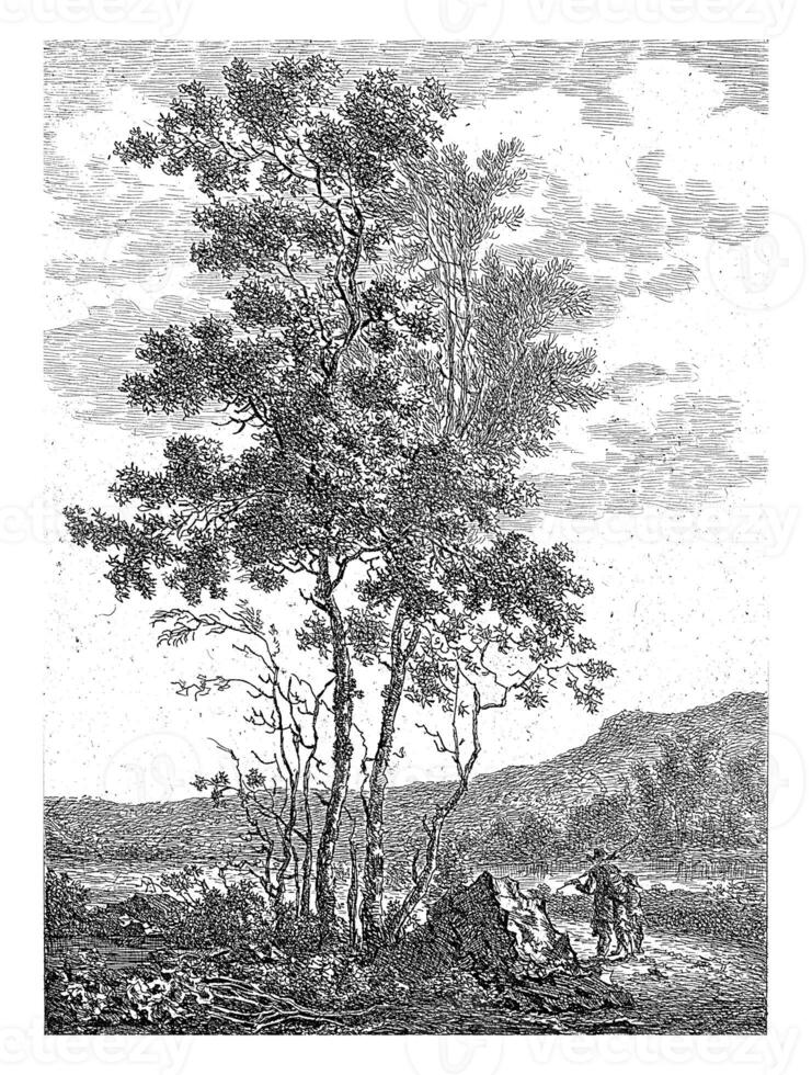 Landscape with Tall Trees photo
