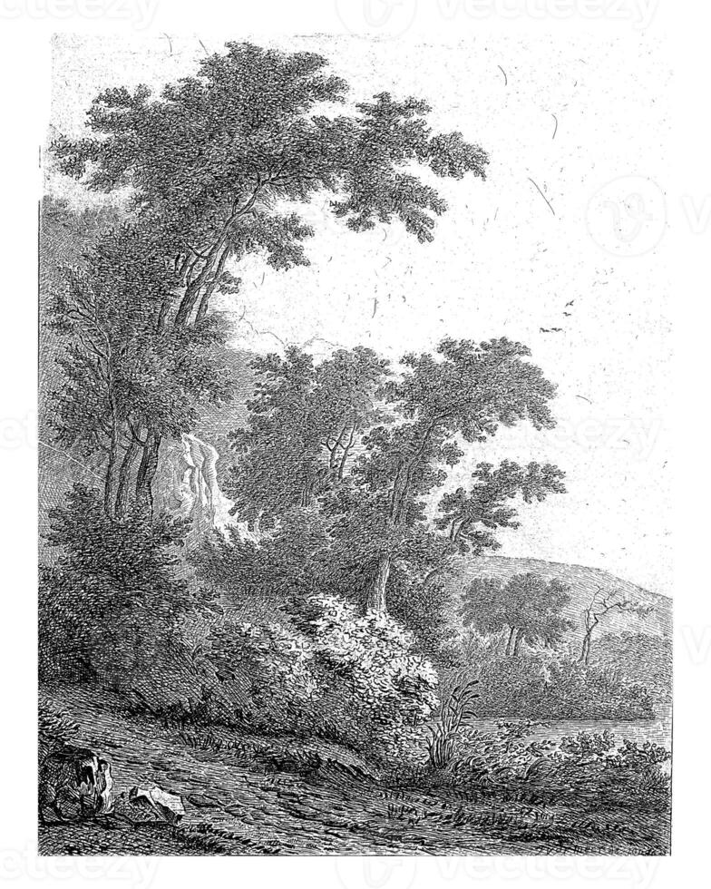 Landscape with tall trees photo