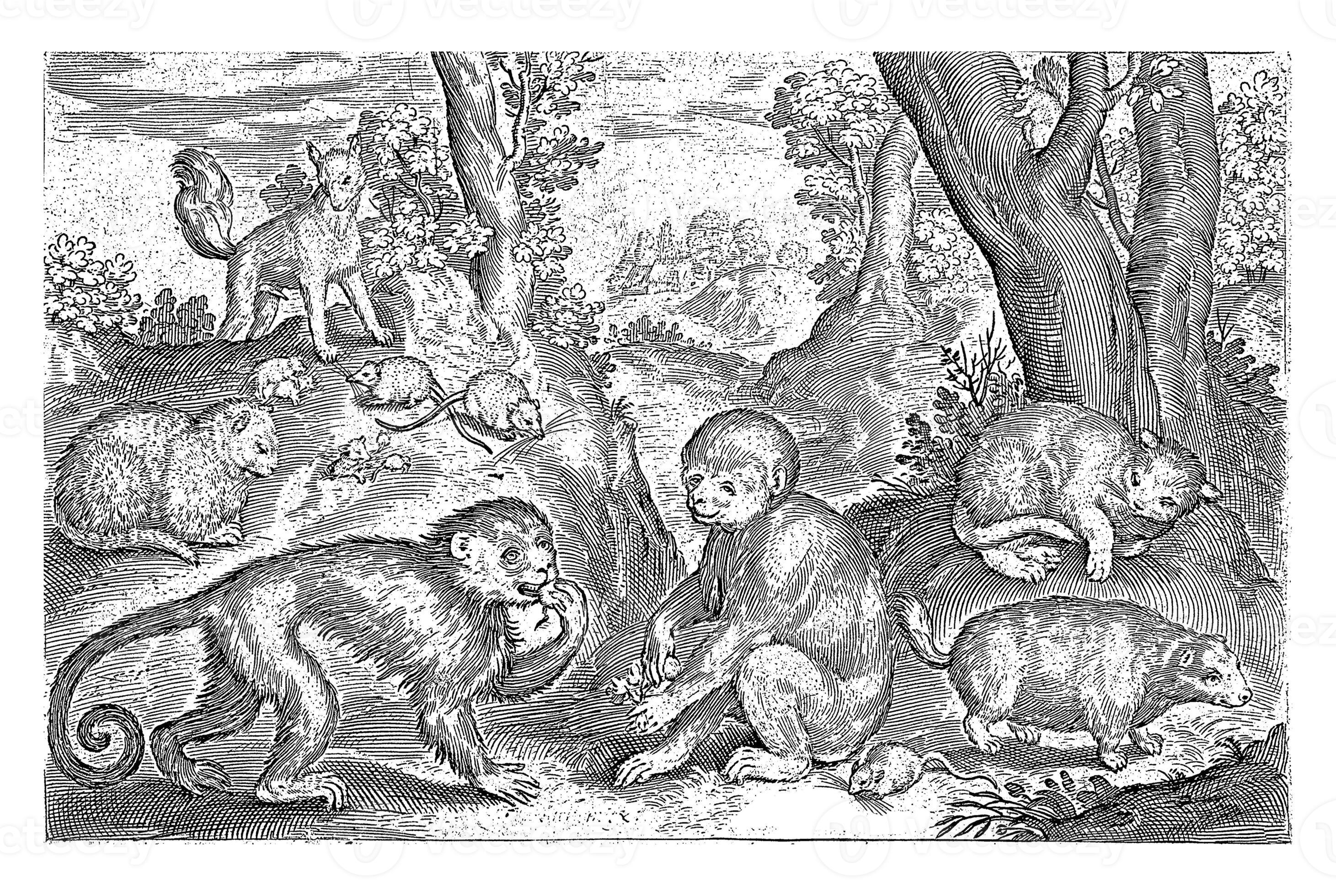 Monkeys, Cats and Mice 40117430 Stock Photo at Vecteezy