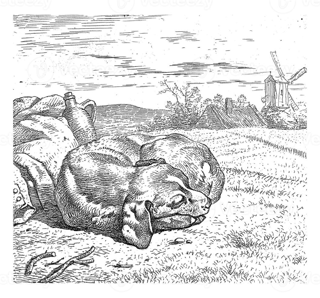 Sleeping Dog with Windmill in the Background photo