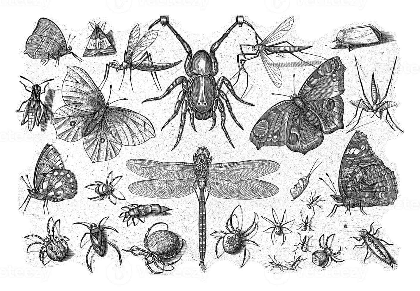 insectos, jacob hoefnagel, después joris hoefnagel, 1630 foto