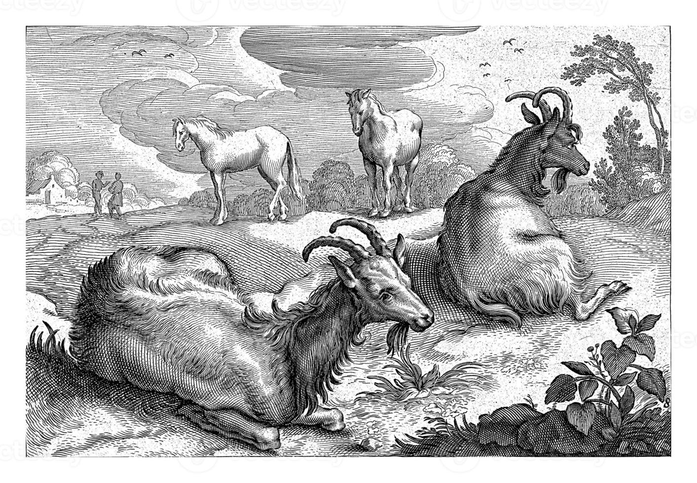 Landscape with two goats and two horses photo