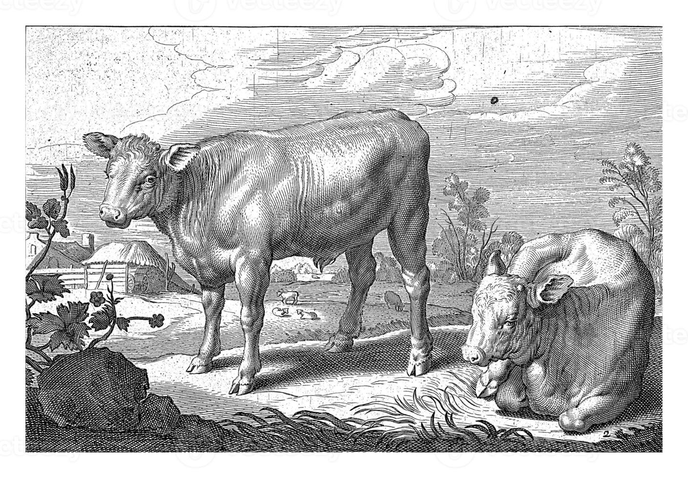 Pasture with two bulls photo