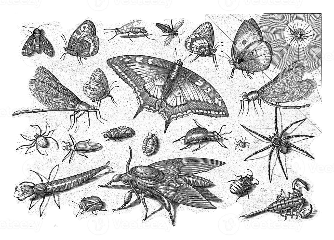 Insects, Jacob Hoefnagel, after Joris Hoefnagel, 1630 photo