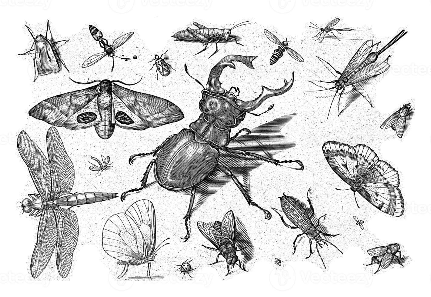 Insects, Jacob Hoefnagel, after Joris Hoefnagel, 1630 photo