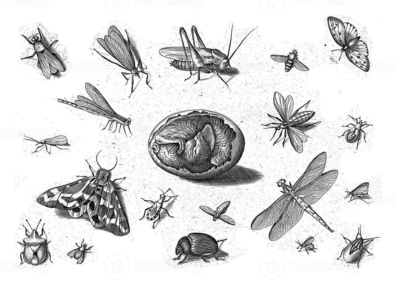 Insects, Jacob Hoefnagel, after Joris Hoefnagel, 1630 photo