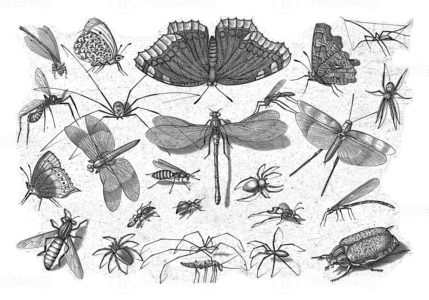 insectos, jacob hoefnagel, después joris hoefnagel, 1630 foto