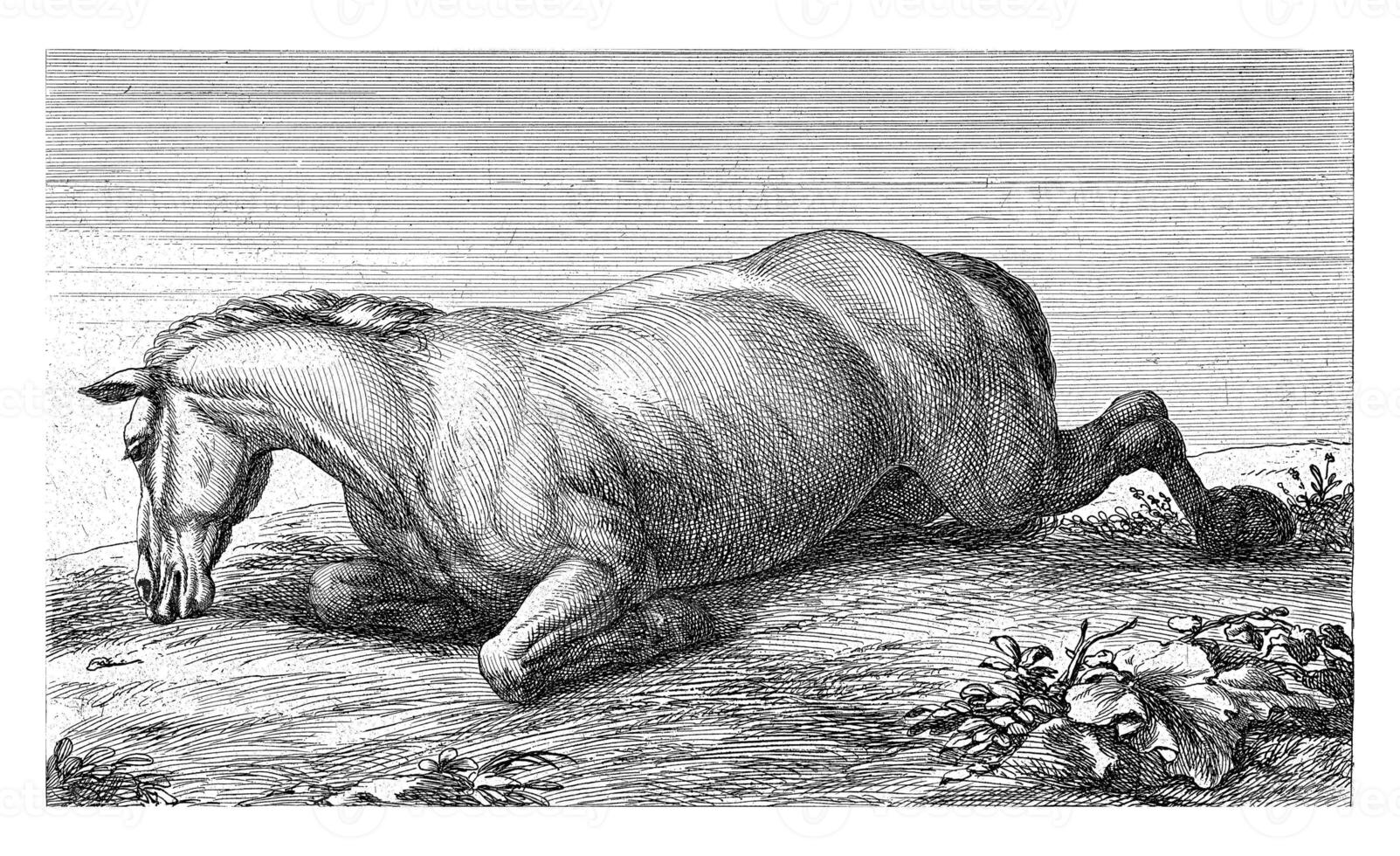 Dead Horse Lying on its Stomach photo