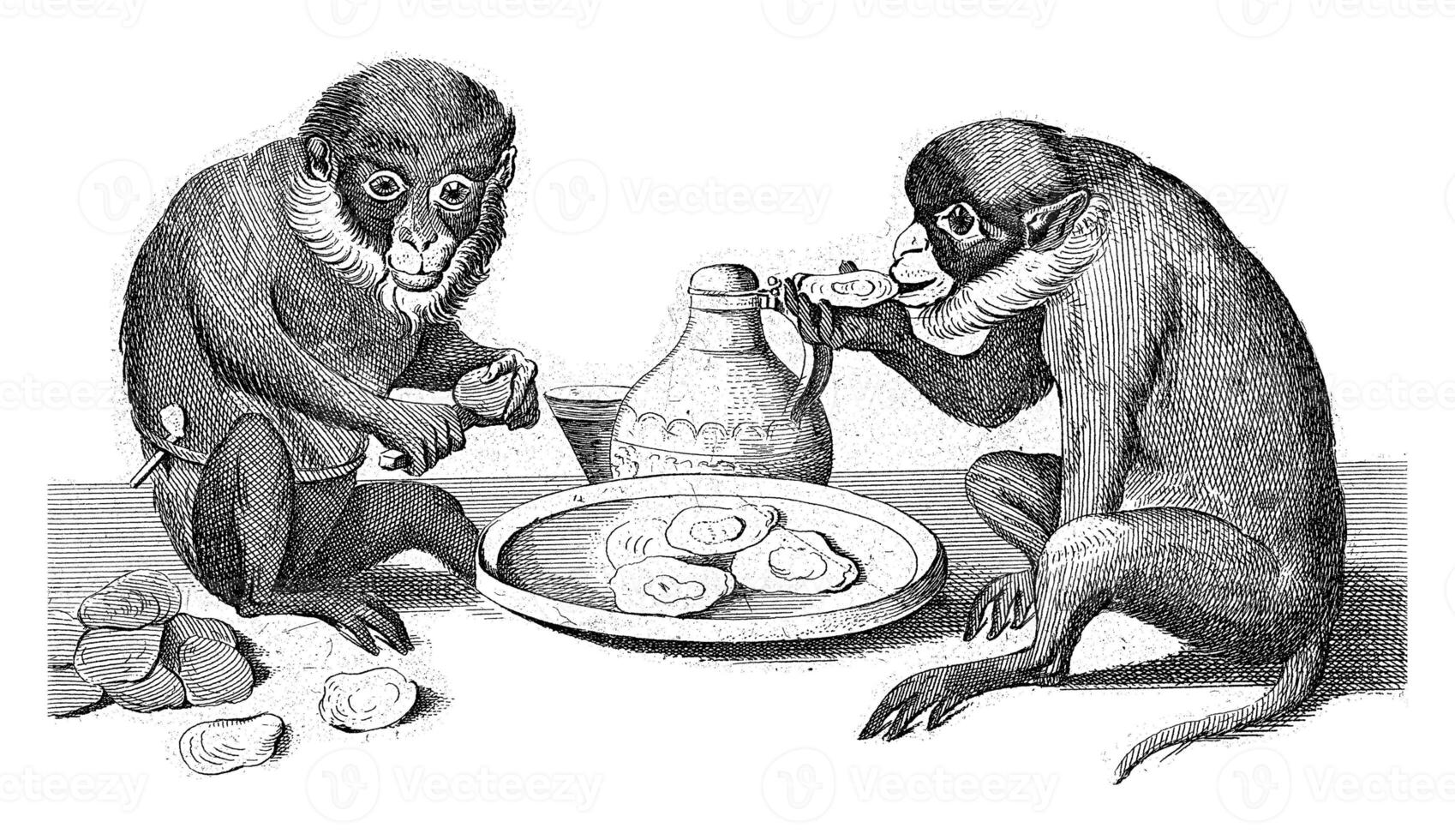 Two monkeys eat oysters photo