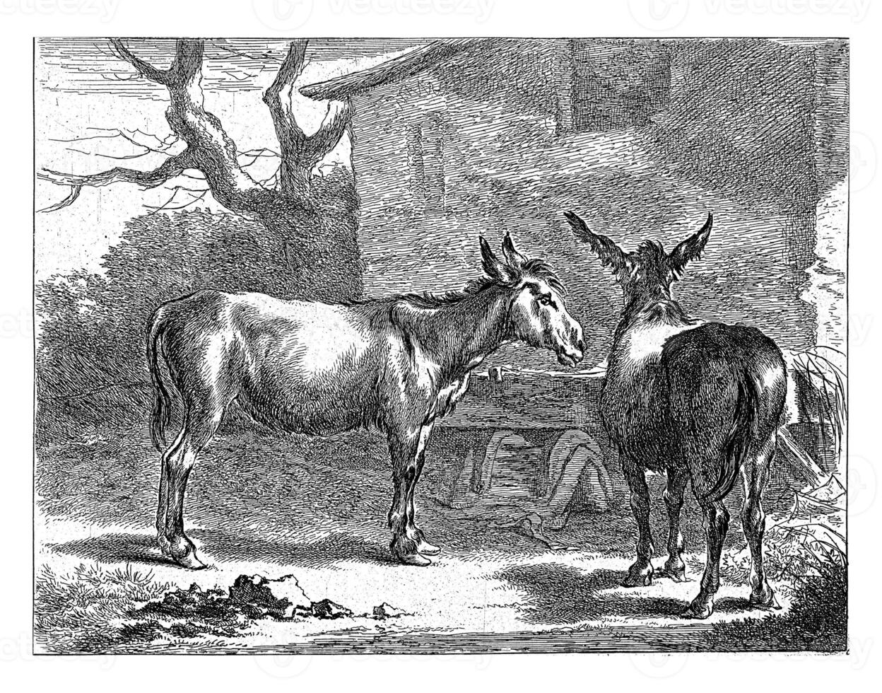 Two Donkeys at a Manger, Jan de Visscher, after Nicolaes Pietersz. Berchem, 1650 - 1701 photo