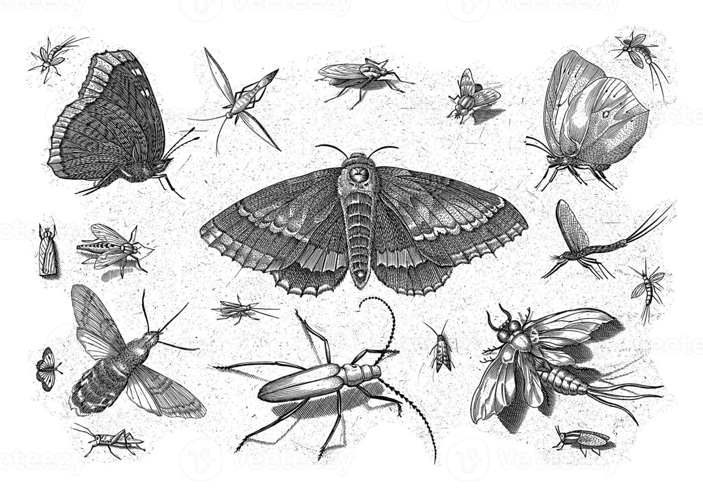 Insects, Jacob Hoefnagel, after Joris Hoefnagel, 1630 photo