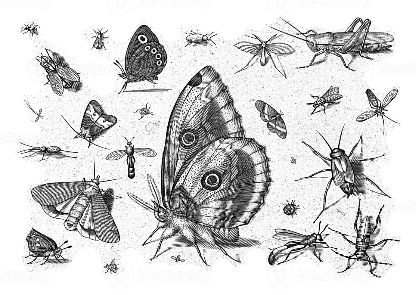 Insects, Jacob Hoefnagel, after Joris Hoefnagel, 1630 photo