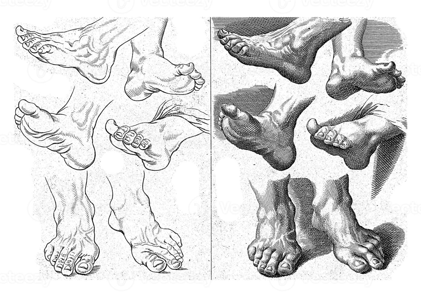 Study of different feet photo