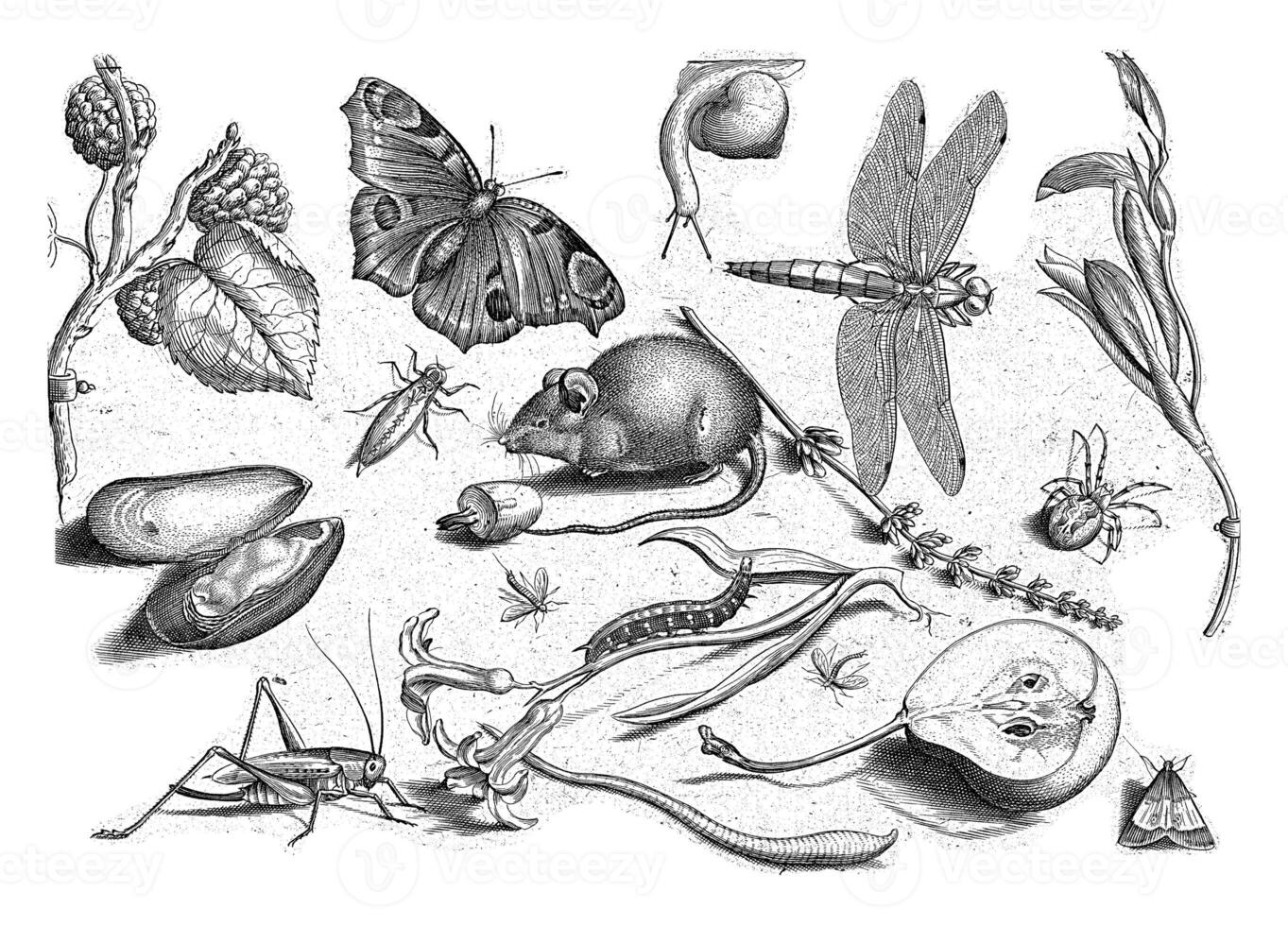 Animals, plants and fruits around a mouse photo