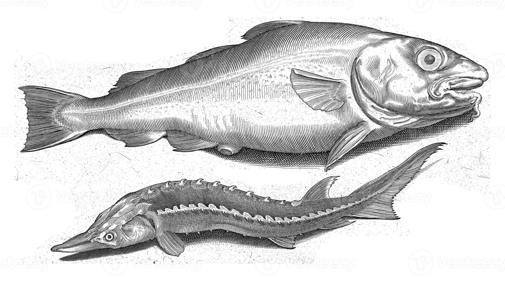 bacalao y esturión, nicolas Delaware bruyn, 1581 - 1656 foto